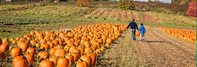 8 Places to go Pumpkin Picking in Kent